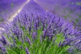 Ontdek de magie van horomia wasparfum voor een frisse en langdurige geur